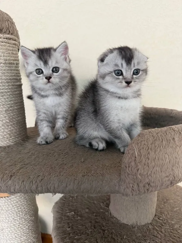 Продается котята скотиш фолд и страйт шиншилла — фото 1