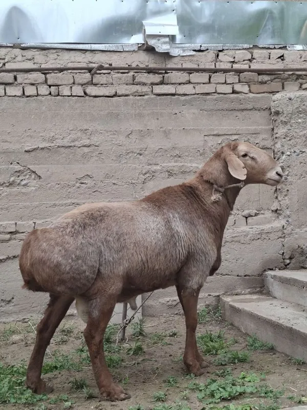 Qurbonlik uchun Qo’ylar