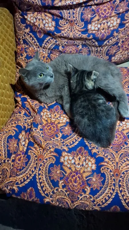 Mushuk bolasi bilan birga sotiladi — фото 2