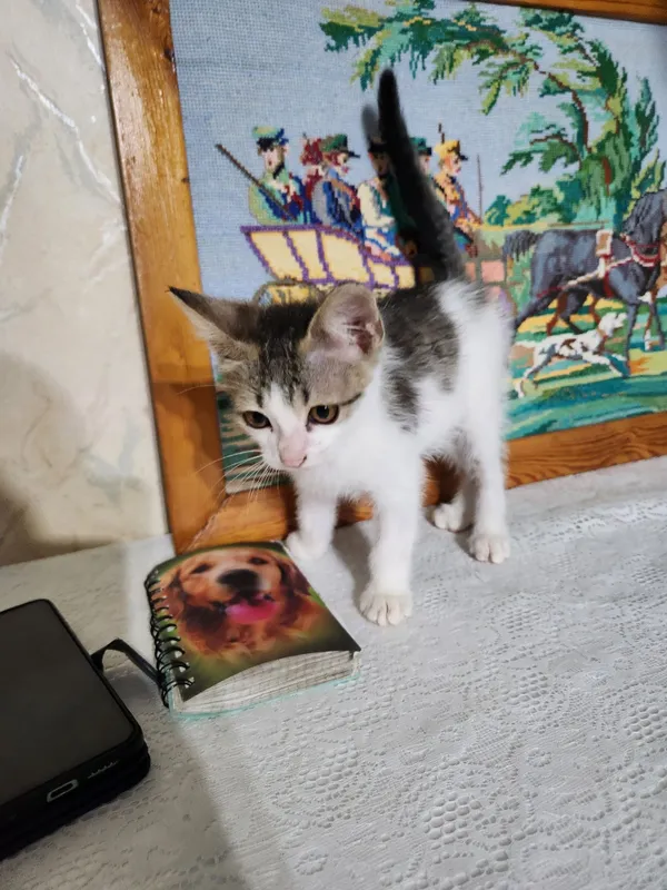 Котёнок отдаю в добрые руки