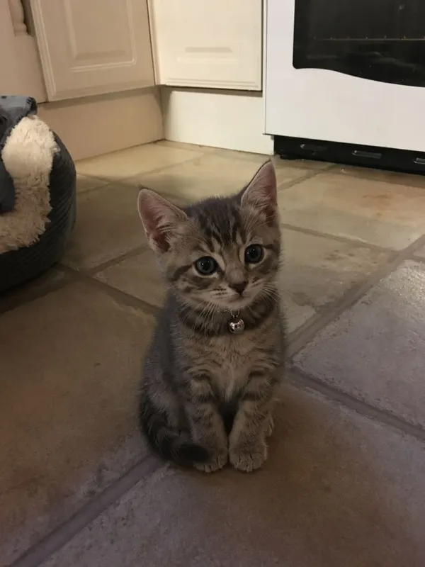 Отдаю котят в добрые руки 3 Отдаю котят в добрые руки 3