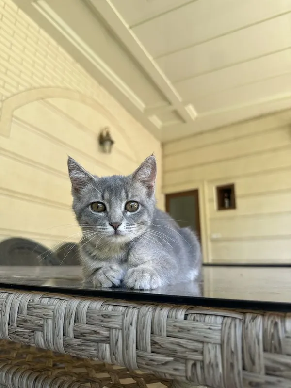 Котенек скоттиш страйт 3