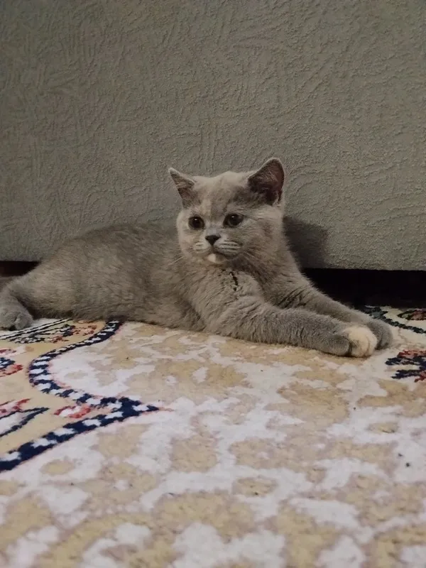 Британские котята 3 Британские котята 3