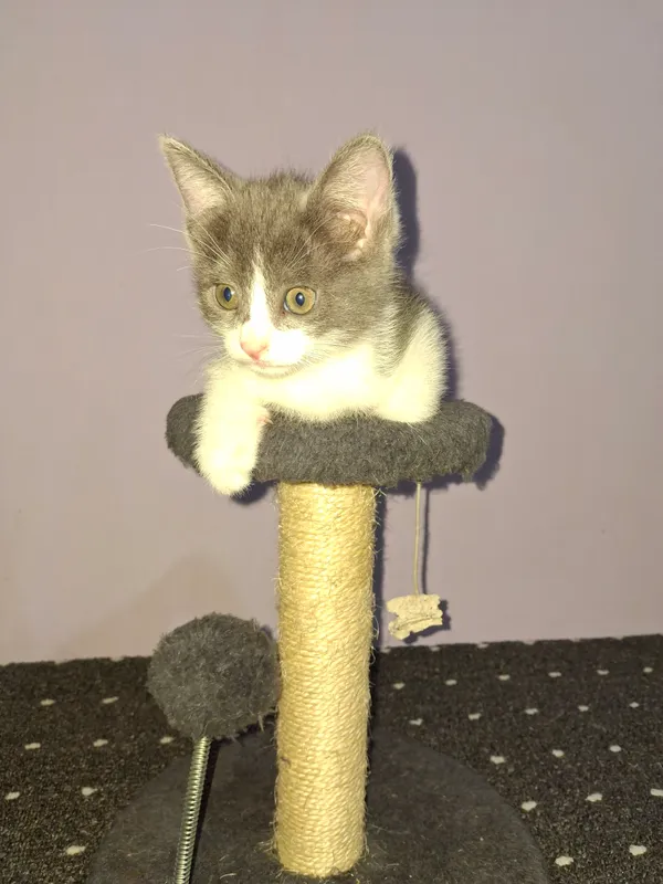 котята 2 котята 2