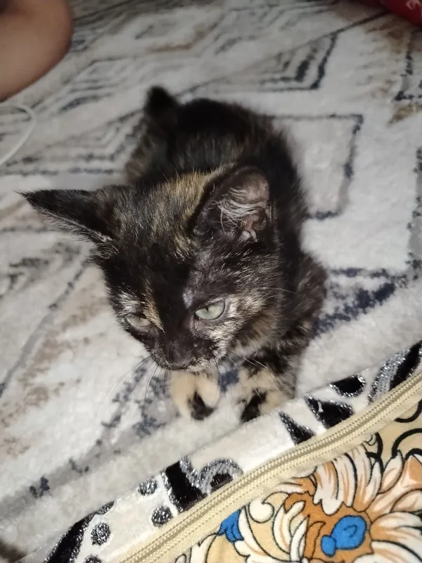 Отдам котика в добрые руки