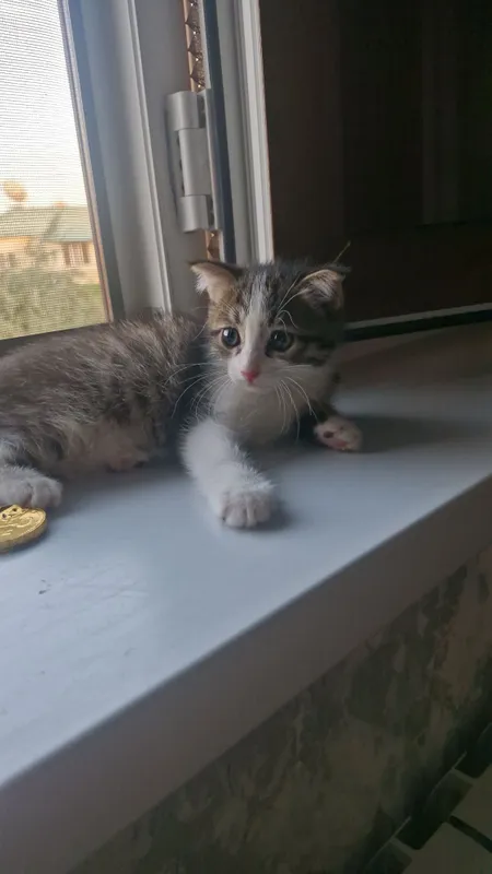 Отдам котят в добрые руки 4 Отдам котят в добрые руки 4