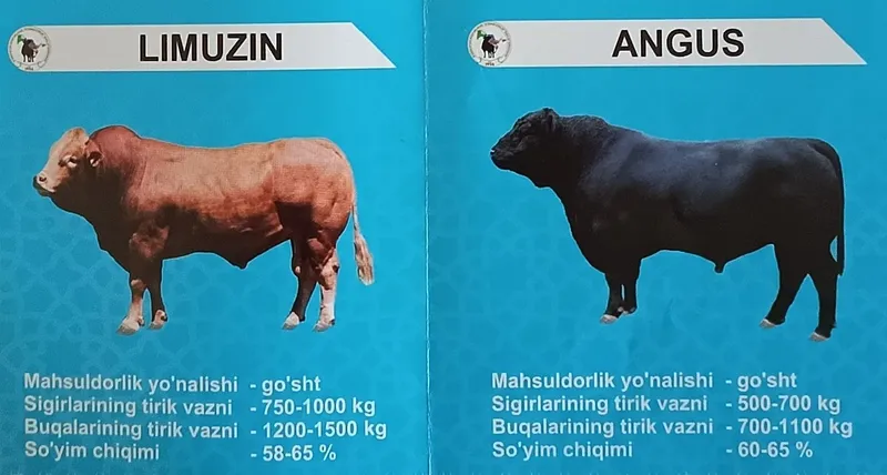 Suniy qochirish, faqat sigir va gʻunajinlarni. — фото 2