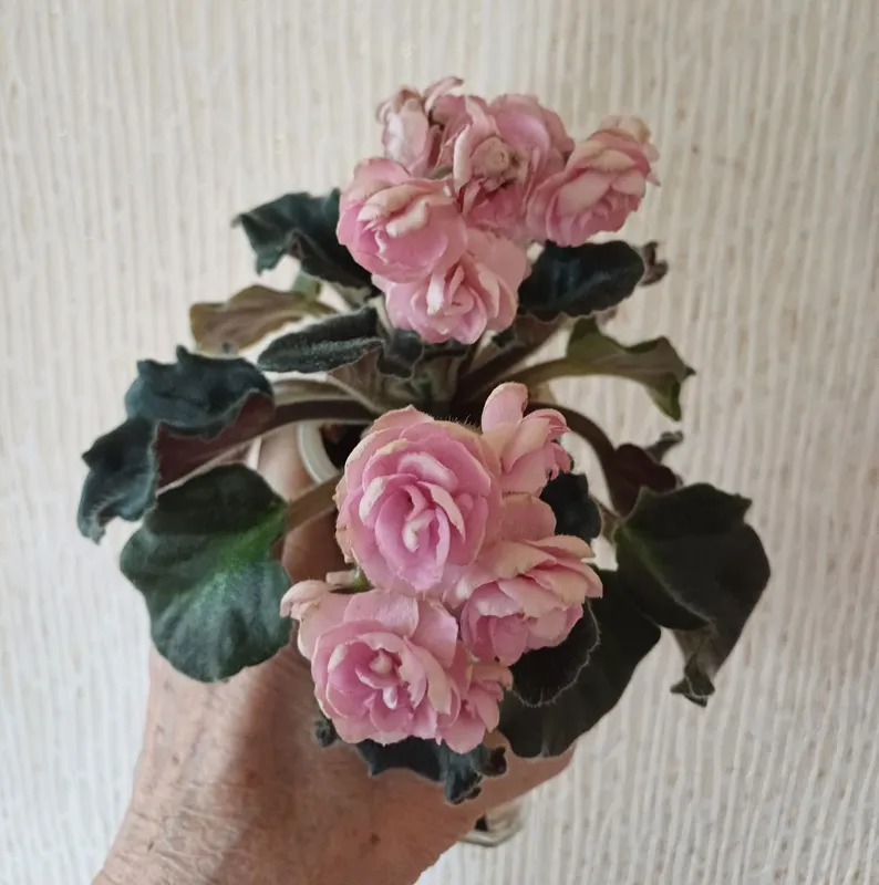 Продается сортовая фиалка