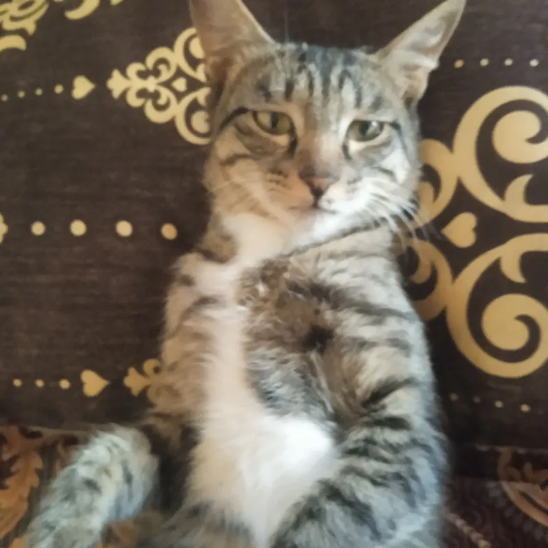 mishuk