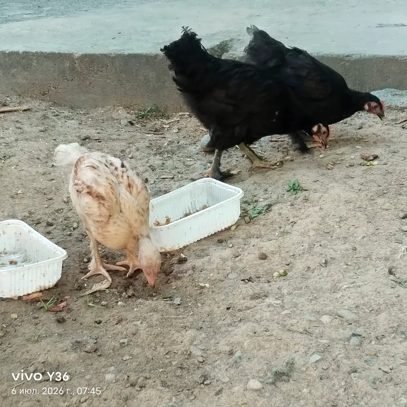 xar xildagi joʻjalar sotildi 3