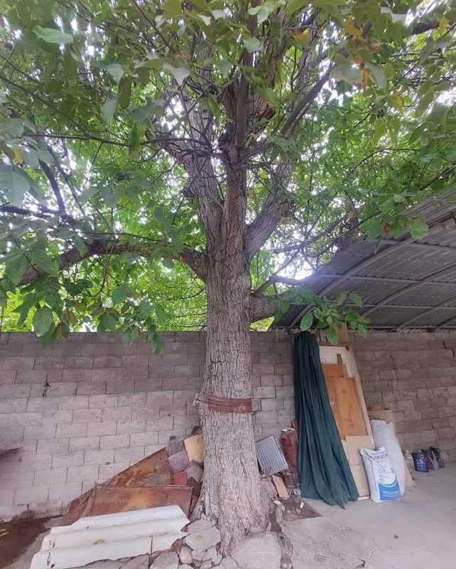 Mebel tayyorlash uchun o‘z uchastkamizdagi yong‘oq daraxti sotiladi 2
