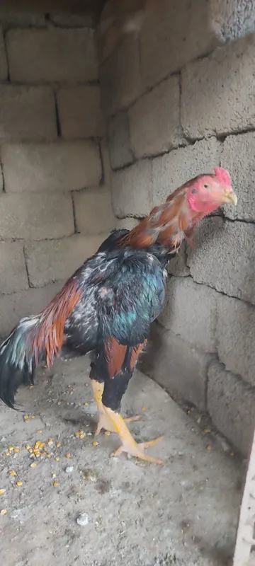 Dakan xoʻrozla sotiladi 2