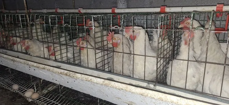Тухум йуналишидаги сенди товуклари 1