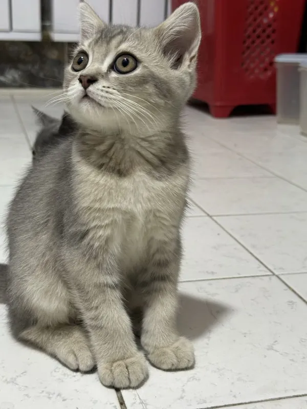 Скотиш Страйт шотланский 1 Скотиш Страйт шотланский 1