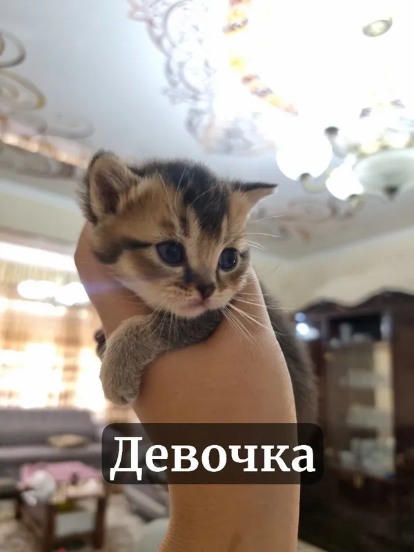 Котята под бронь — фото 3