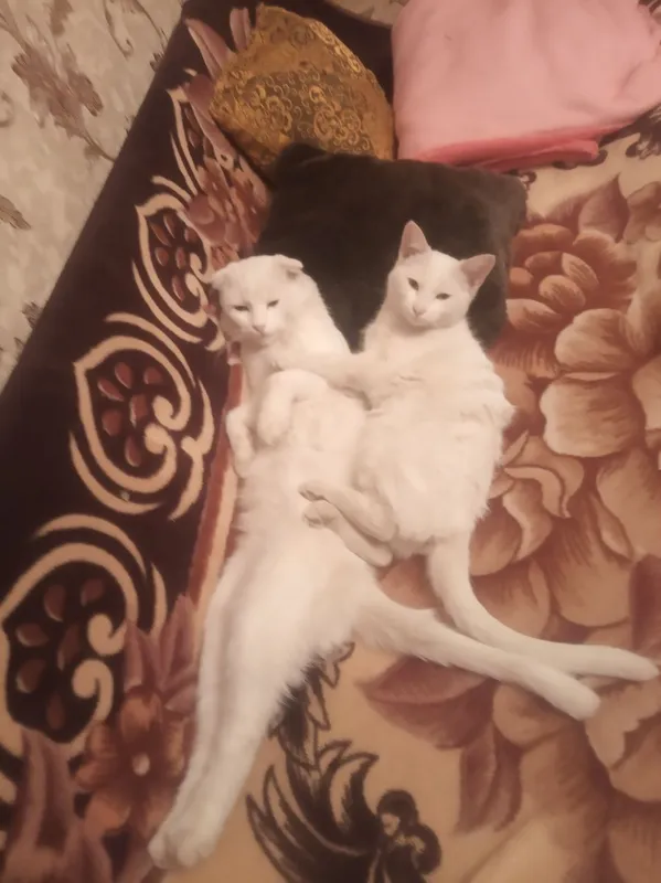 Продаются котята! — фото 5