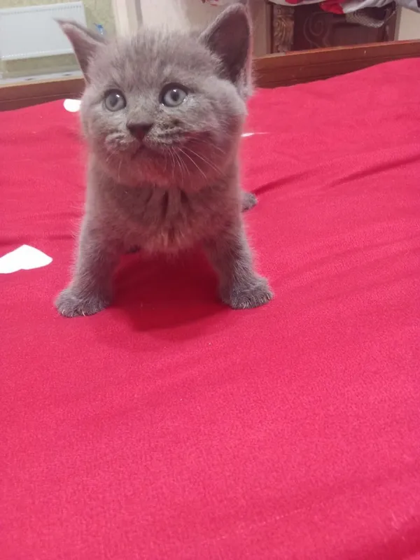 Котят страйд СОТИЛАДИ 3