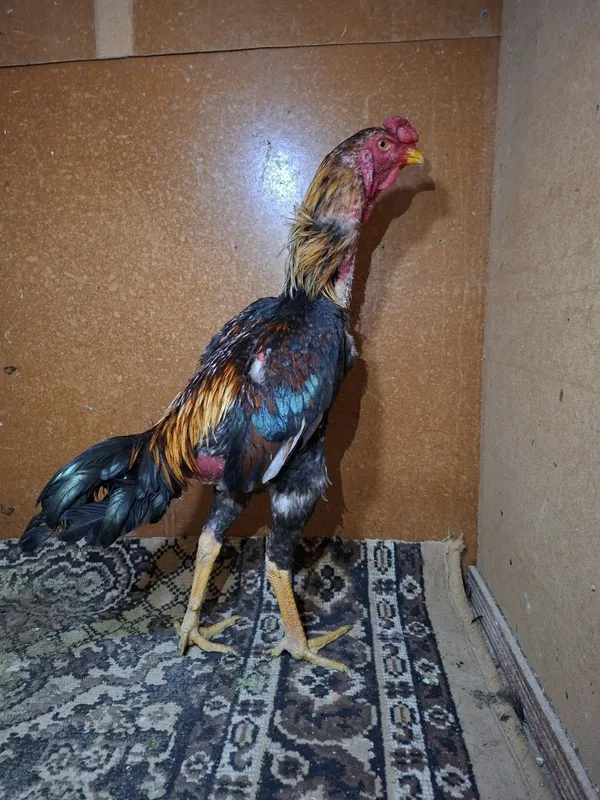 Dakan xoʻrozlar sotiladi 2