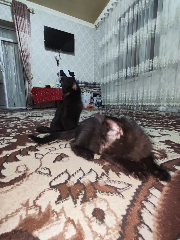 Котят бесплатно отдам — фото 1