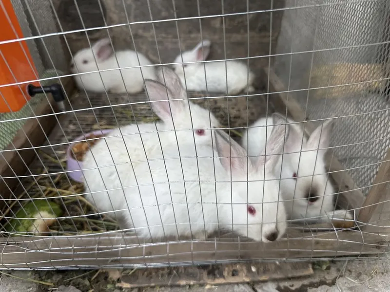 Quyon bolari zoti kaliforniya kasali yo 2 Quyon bolari zoti kaliforniya kasali yo 2