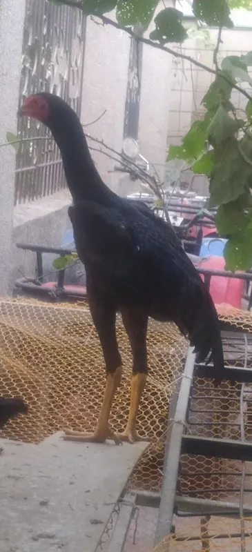 Dakan joʻja sotiladi Mart oyida chiqan 2 Dakan joʻja sotiladi Mart oyida chiqan 2