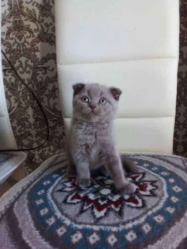 Катята Шотландский скоттиш пол-страйт, окрас Лиловый, мальчик.