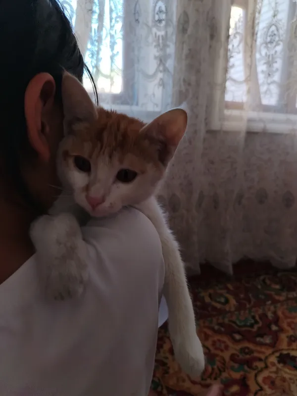 Продаём кошку очень ласковая глаза красивые 2 Продаём кошку очень ласковая глаза красивые 2