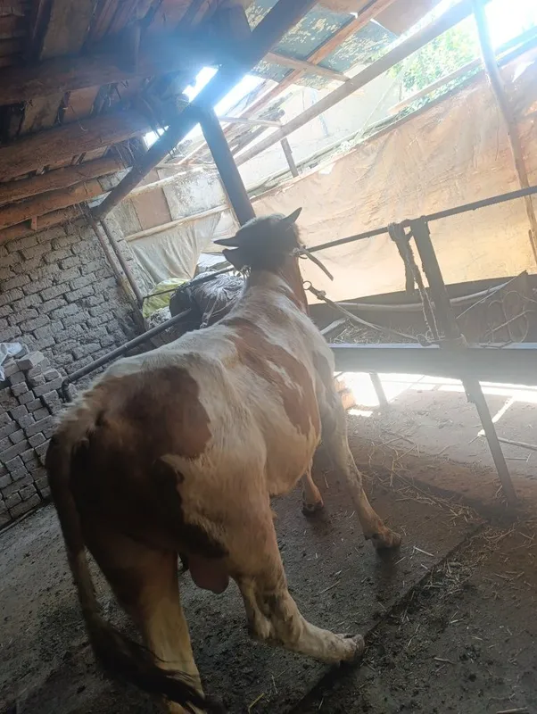 Gibrit buqaca buzoq xali tiwi 4 Gibrit buqaca buzoq xali tiwi 4