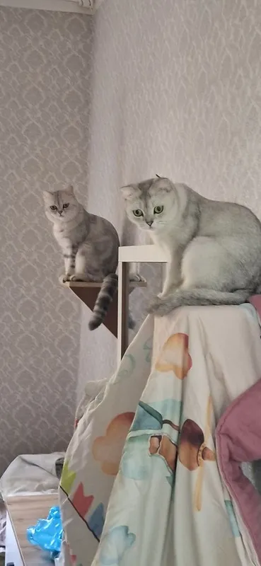 Вязка кота скотишь страйт — фото 2