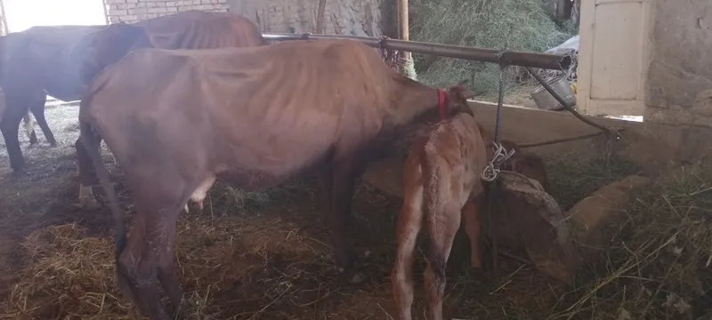 Mollar sotiladi kafolati bilan 3 Mollar sotiladi kafolati bilan 3