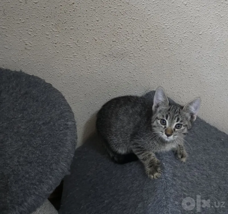 Котята, 2 месяца, бесплатно 2 Котята, 2 месяца, бесплатно 2