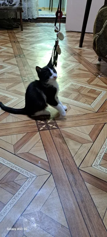 Котята в добрые руки 5 Котята в добрые руки 5