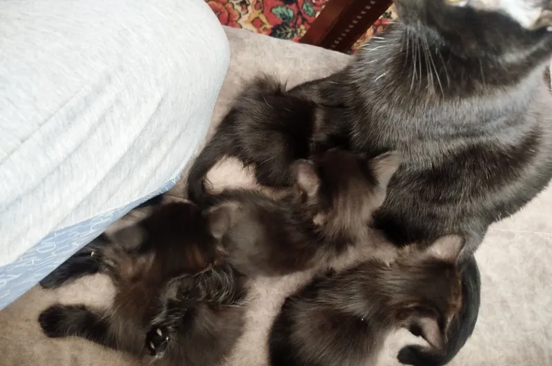 Чёрная кошка, приученная к лотку 4 Чёрная кошка, приученная к лотку 4