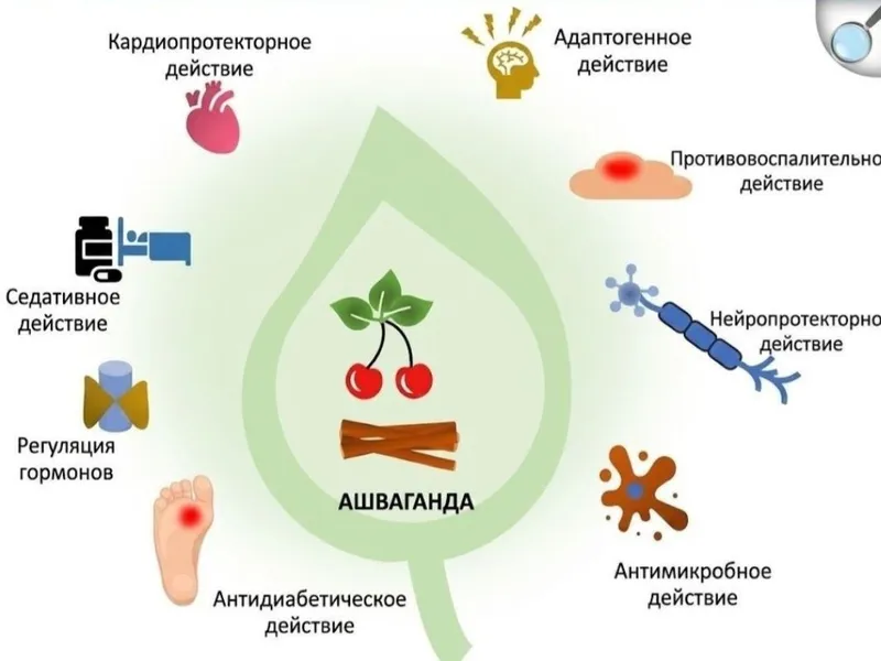 Ashvaganda — hind jensheni 2