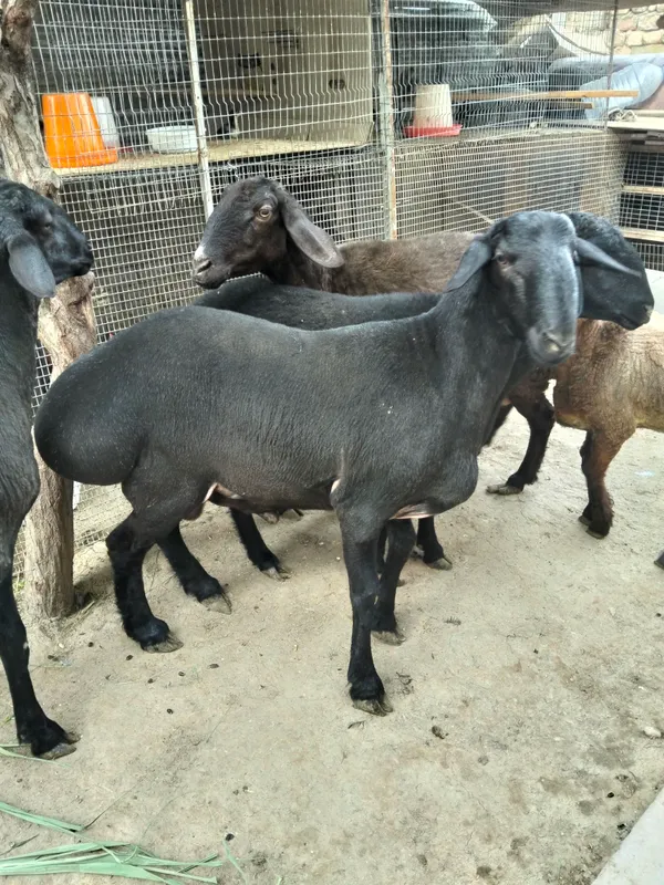 Qochqor 2 ta trik vazni 75/80kg — фото 2
