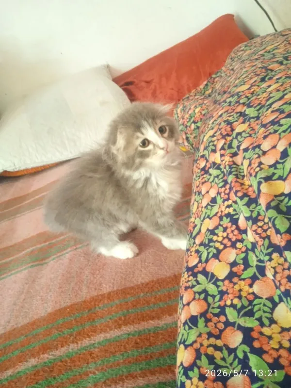 Scottish Fold oʻgʻil bola