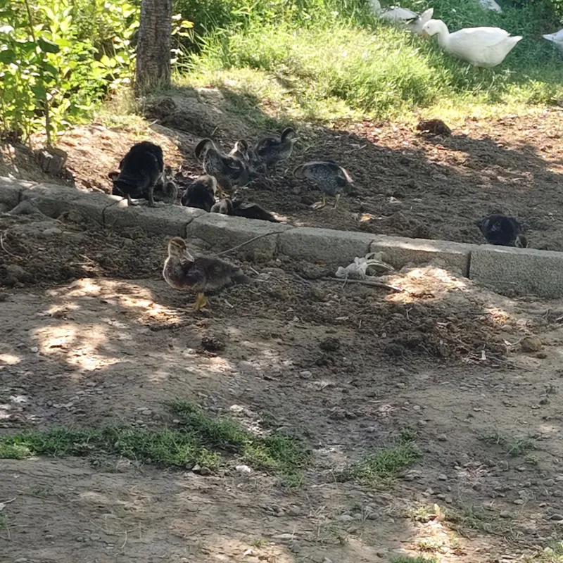 indoutka jojasi 2 oylik 2 indoutka jojasi 2 oylik 2