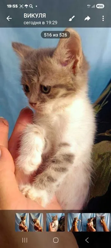 Котята ищут семьи! 3 Котята ищут семьи! 3