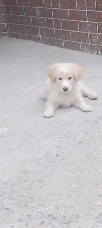 Kuchuk beriladi yaxshi boqadigan odamga 2
