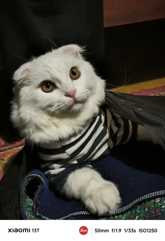 Вислоухий кот, пушистый 1 Вислоухий кот, пушистый 1
