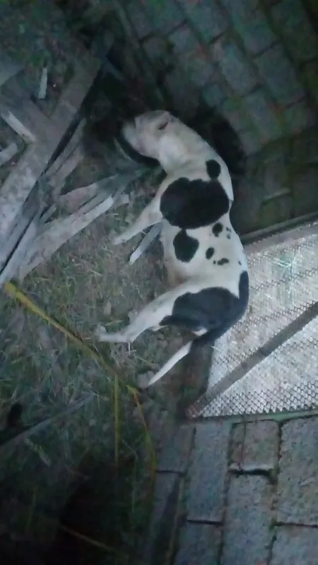 Urgochi pitbul 4 marta tuqan 4 Urgochi pitbul 4 marta tuqan 4