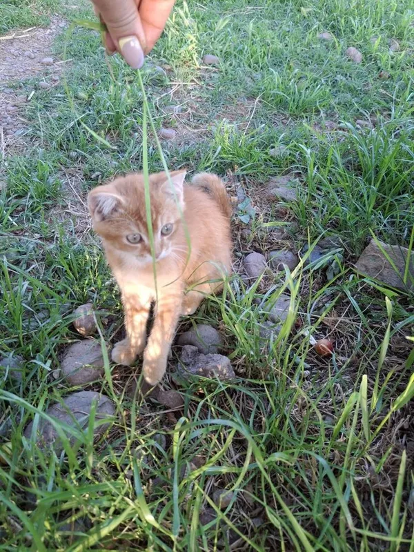 Котенок золотая шиншила