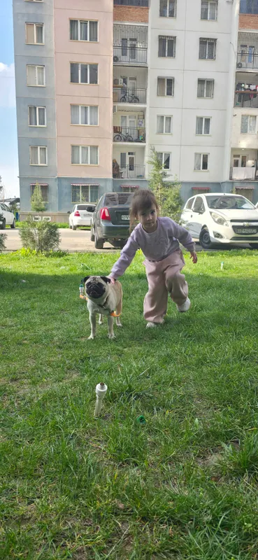Продам собаку мопс девочка
