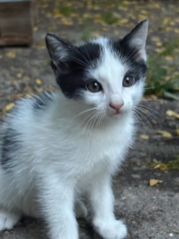 Ищем дом для котят — фото 2