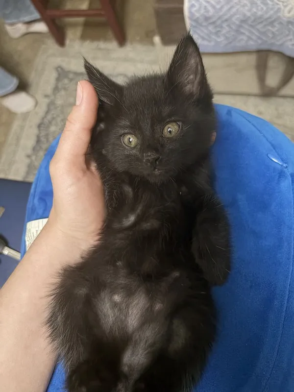 Котята в добрые руки — фото 3