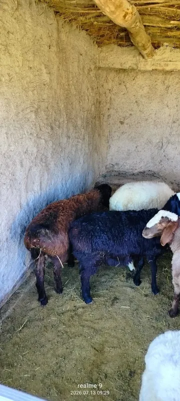 Quchqorlar sotiladi 2