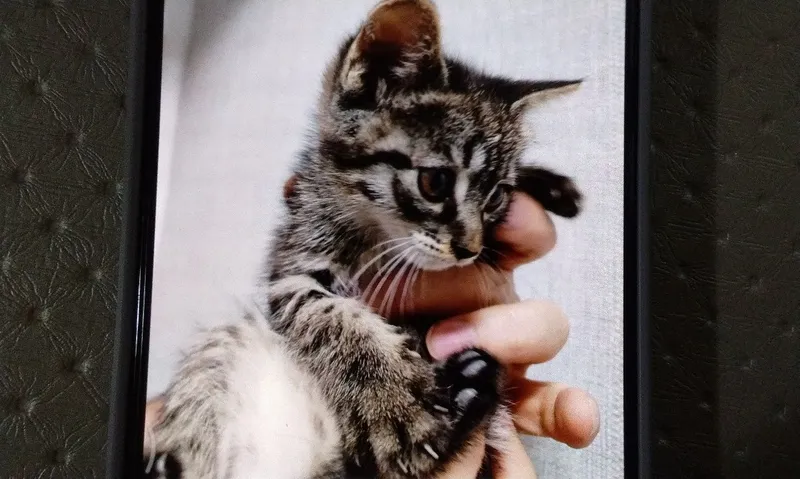 Котёнок 2 месяца 3