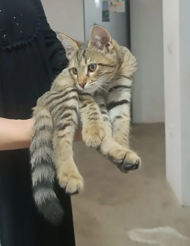 Отдам котёнок в хорошие руки 2 Отдам котёнок в хорошие руки 2