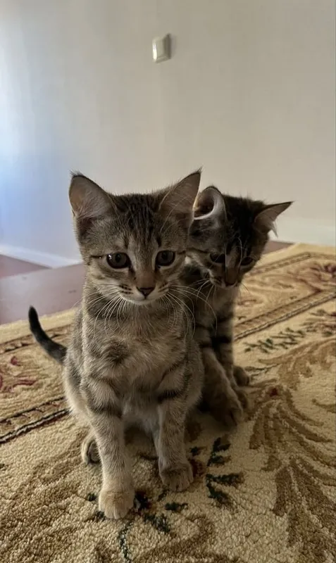 котята в добрые руки 3