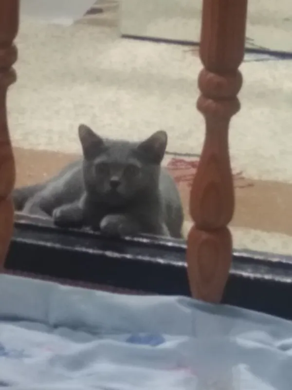 Чистопородный шотландский кот 4